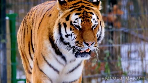 tiger 2