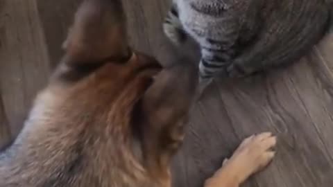 Cat and dog fighting