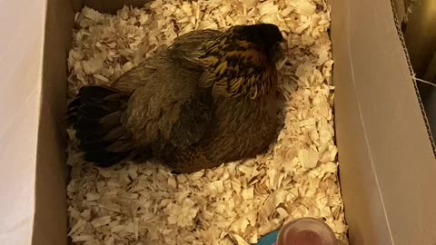 Broody Hen Tales with Chris P. Chicken: Moved them into the house to keep them warm.