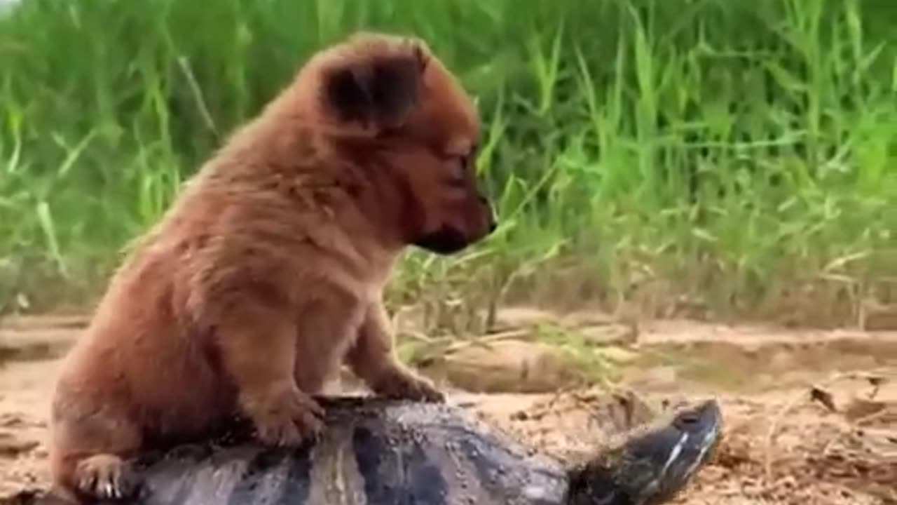 A dog on the back of a turtle