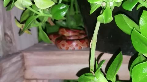 Snake On The Porch