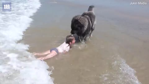 Adorable moment hero dog 'rescues' girl who is playing in the sea