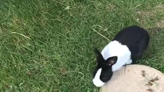 Bunny Life Sharing #funny #bunny #rabbit #foryoupage #fyp