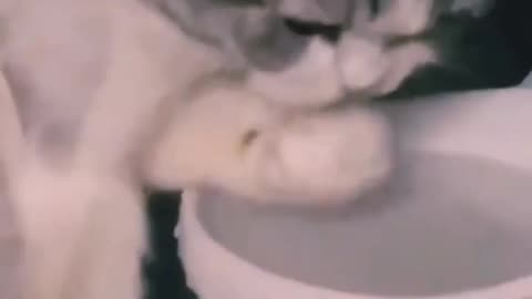 cute cat drinking water