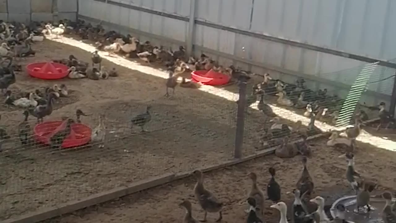 My Duck farm setup in Kuwait