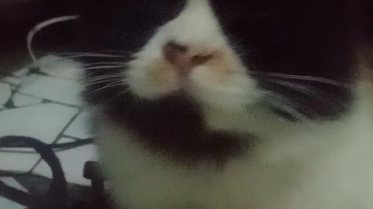 Funny cat