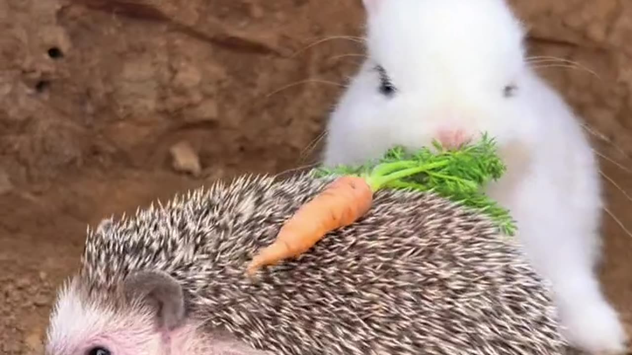 Funny rabbit and pet.