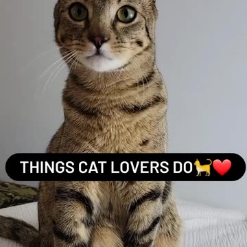 Things cat lovers do #cat #cats #lovers #catlovers #do subscribe for more NORACE TV