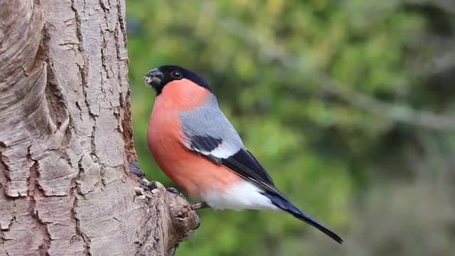 A beautiful bird in bright colors eats and chirps