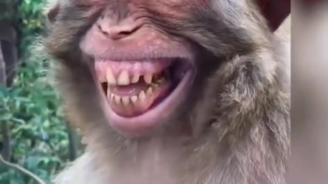 Monkey funny video Very Nice Smiling Video