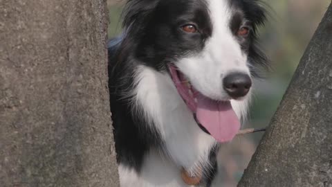 video funny dogs