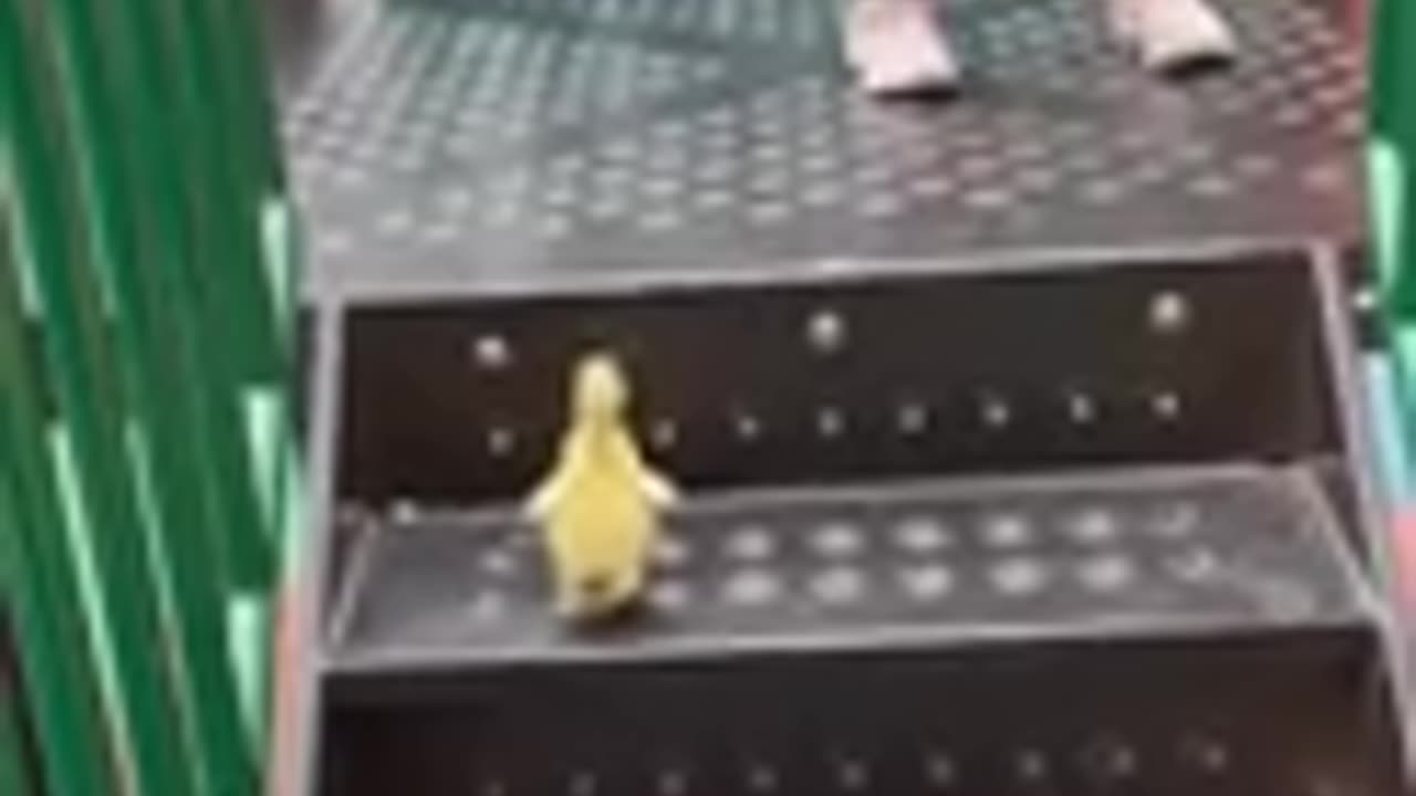 Little duck