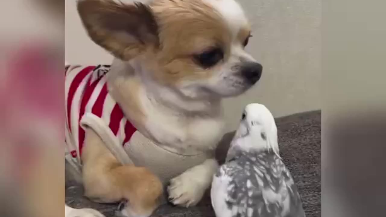 You Are So 🤨Annoying Parrot!