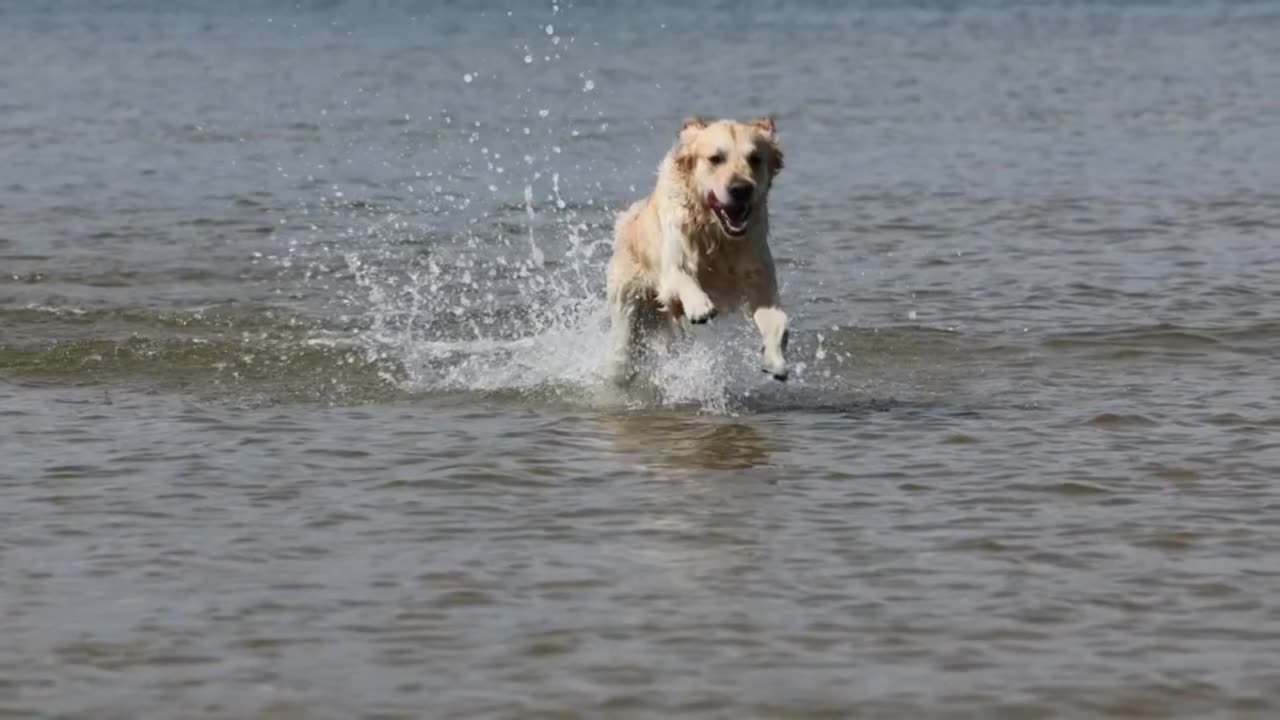 Super excited dog🐕