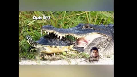 crocodile funny video