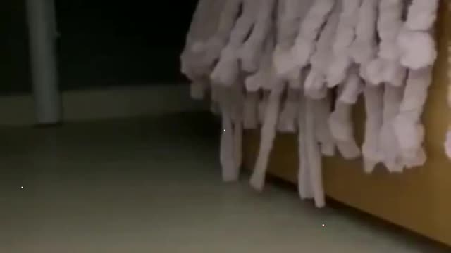 Cute cat viral video