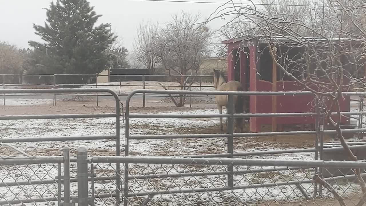 Horses playing in the Arizona snow