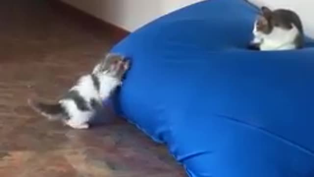Playful Kitten Trying to Climb Pillow and Reach Cat