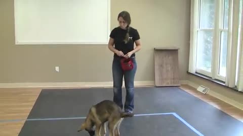 How to Train a Dog to "Sit" (K9-1.com)