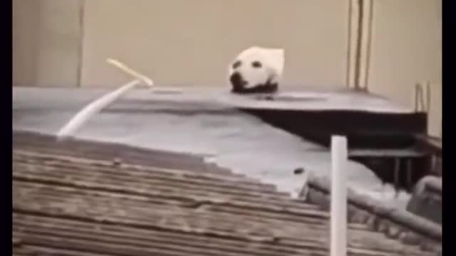 Try Not To Laugh Challenge