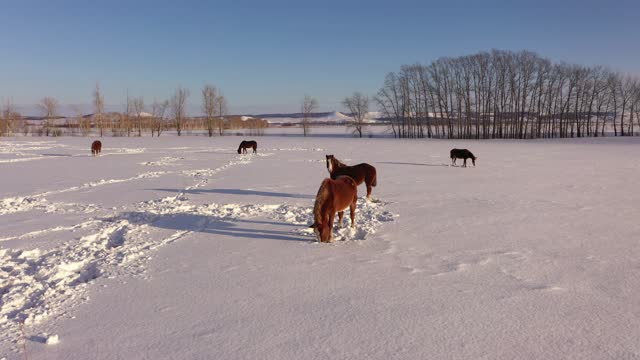 aerial view of a herd of horses grazing in a field