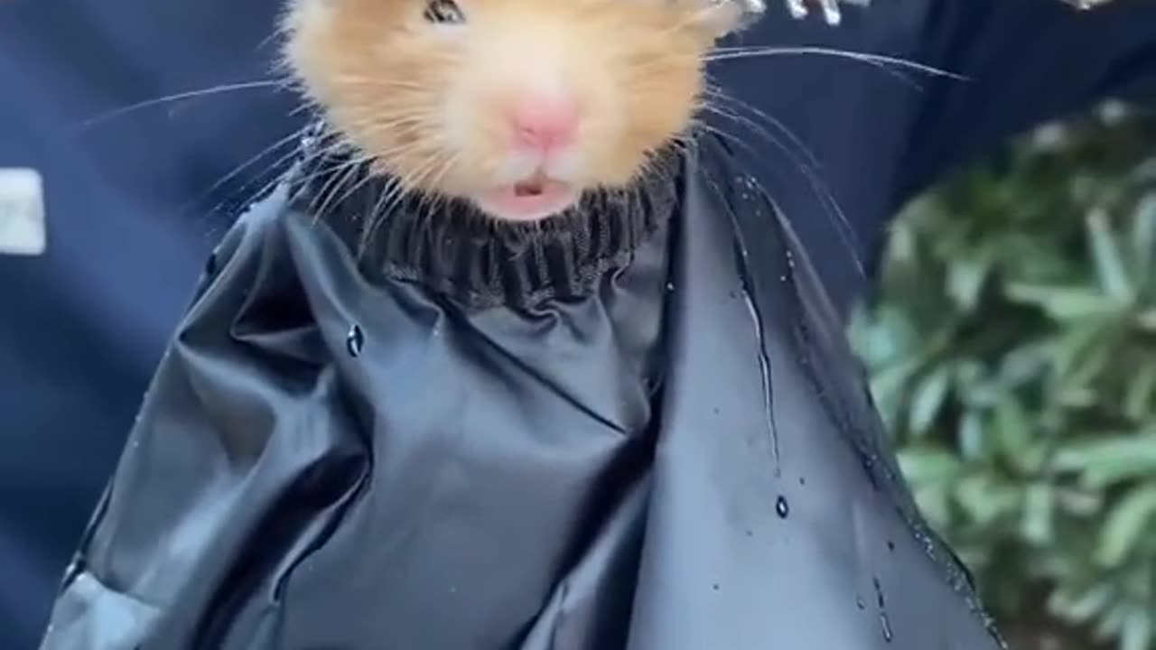 Mr. Mouse in the barbershop