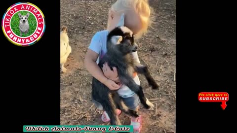 TikTok Animals-Funny and Cute