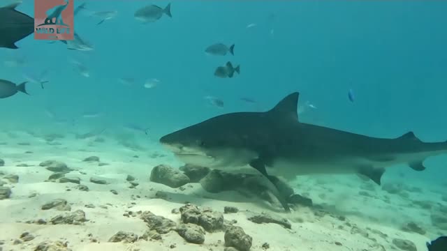 HAMNA'S STORY...A Story of a Volleyball Player that turned into a Shark Guide.