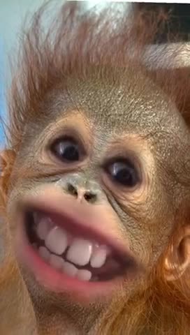 Creepiest monkey video sent to me By my 11 yr old grandson