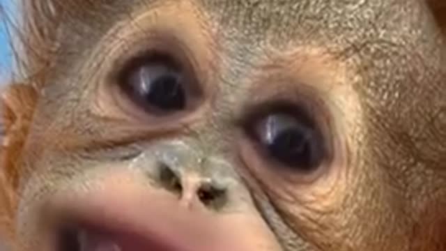 Creepiest monkey video sent to me By my 11 yr old grandson