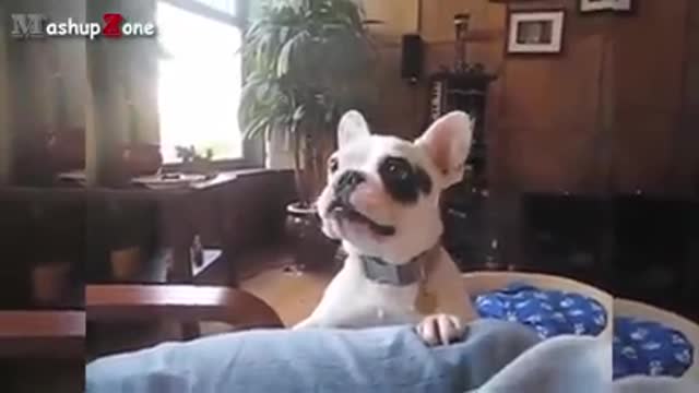 Funny Dogs Barking - A Funny Dog Barking Videos Compilation