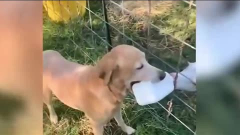 Cute animal videos