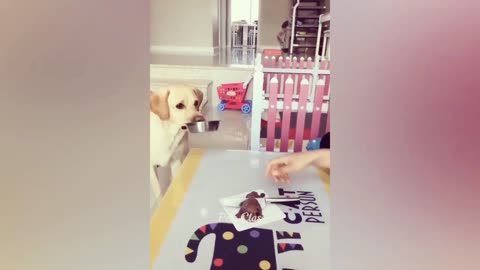 Funny Animal Videos 2024🤣🤣🤣 Funniest Dogs And Cats