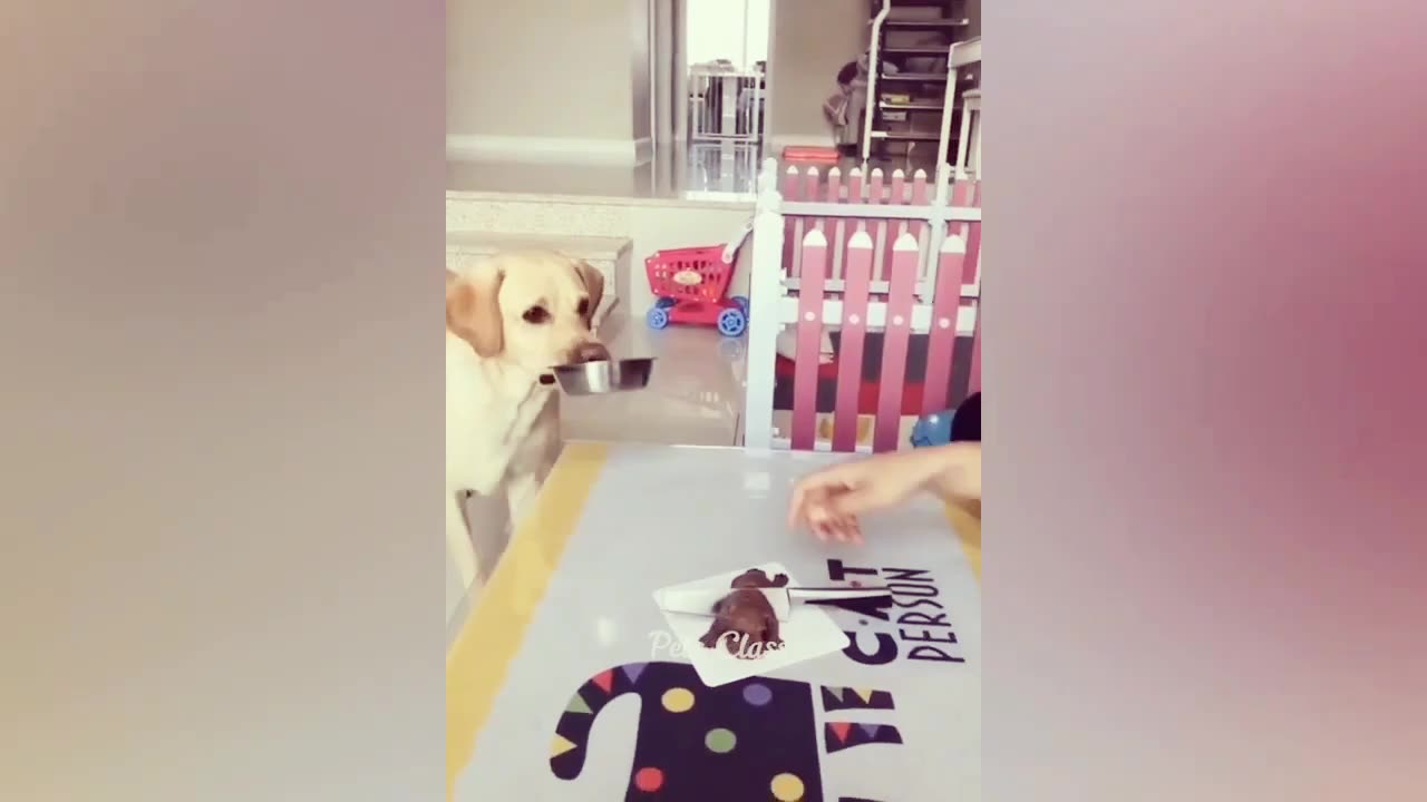 Funny Animal Videos 2024🤣🤣🤣 Funniest Dogs And Cats