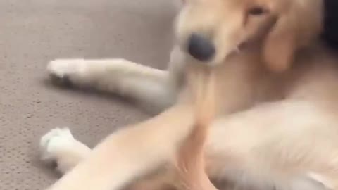 Puppy is so funny when playing to catch his tail by itself