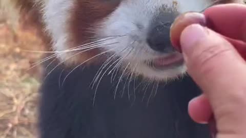 red panda eating fruit is so cute😍