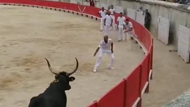 The Bull Sport
