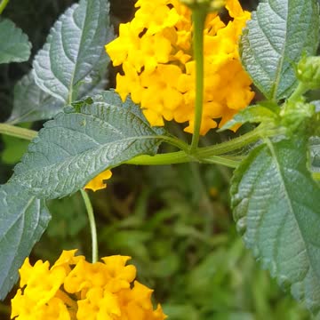 obliqua yellow flower