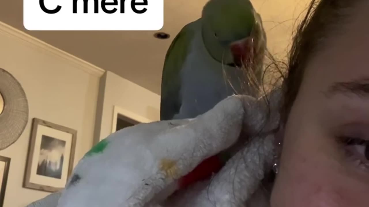 How to get mom’s attention! #momlife #talkingparrot #talkingbird