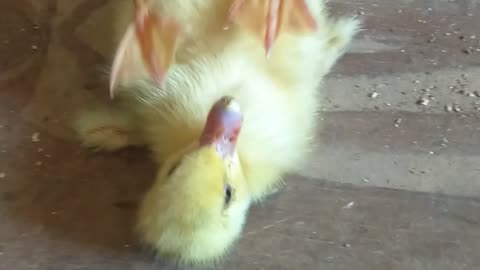 Numbers 3 survivor Muscovy Duckling