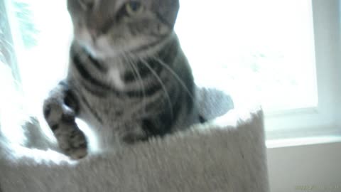 Cassie playing in the tower, part 1