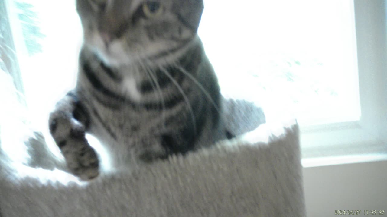 Cassie playing in the tower, part 1