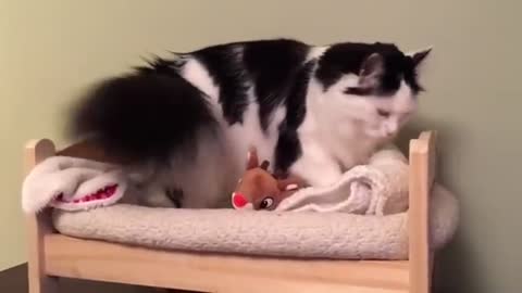 Cat Puts Herself to Sleep in Tiny Human Bed