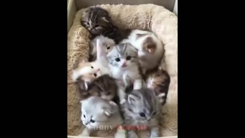 "Warning: Your heart might melt as you watch these furry friends being utterly charming! 💘🐱"