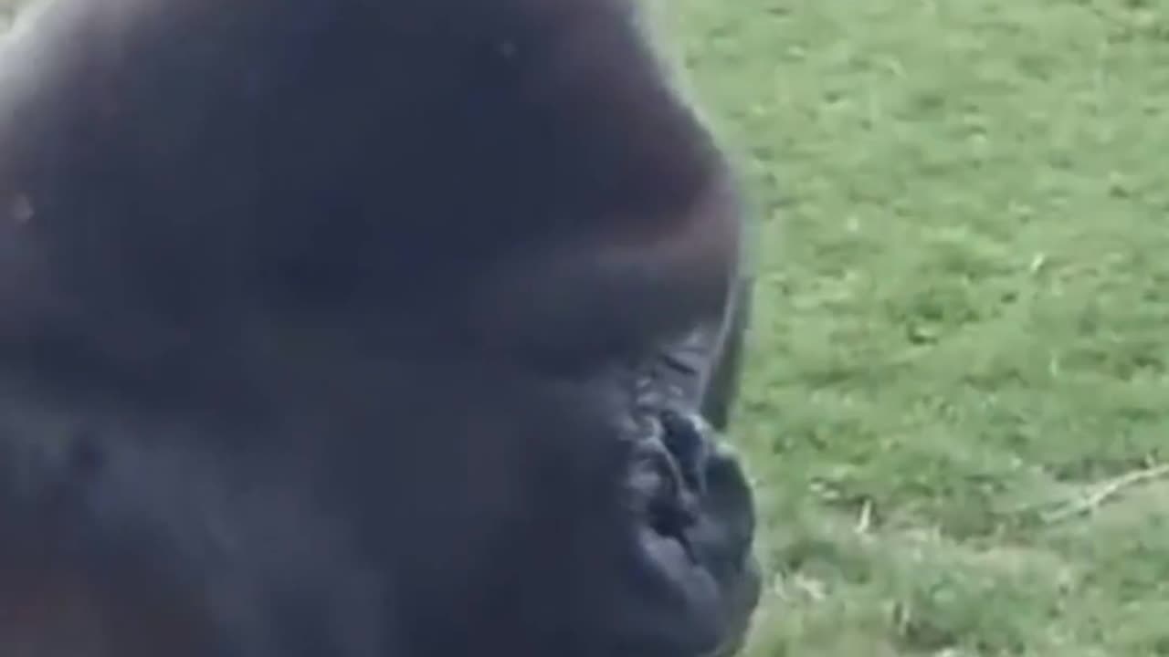 Gorilla breaking glass!! 🚨 (Watch till the end!)