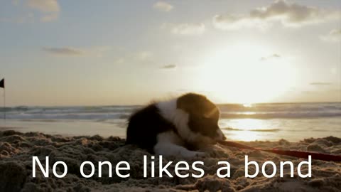 No one likes a bond,Dog,New Funny Animals, dog funny