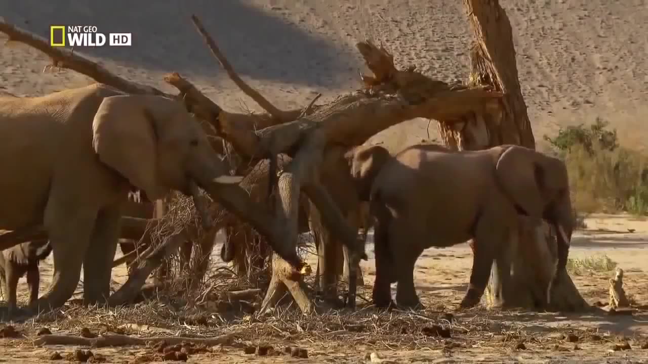 Animal Documentary