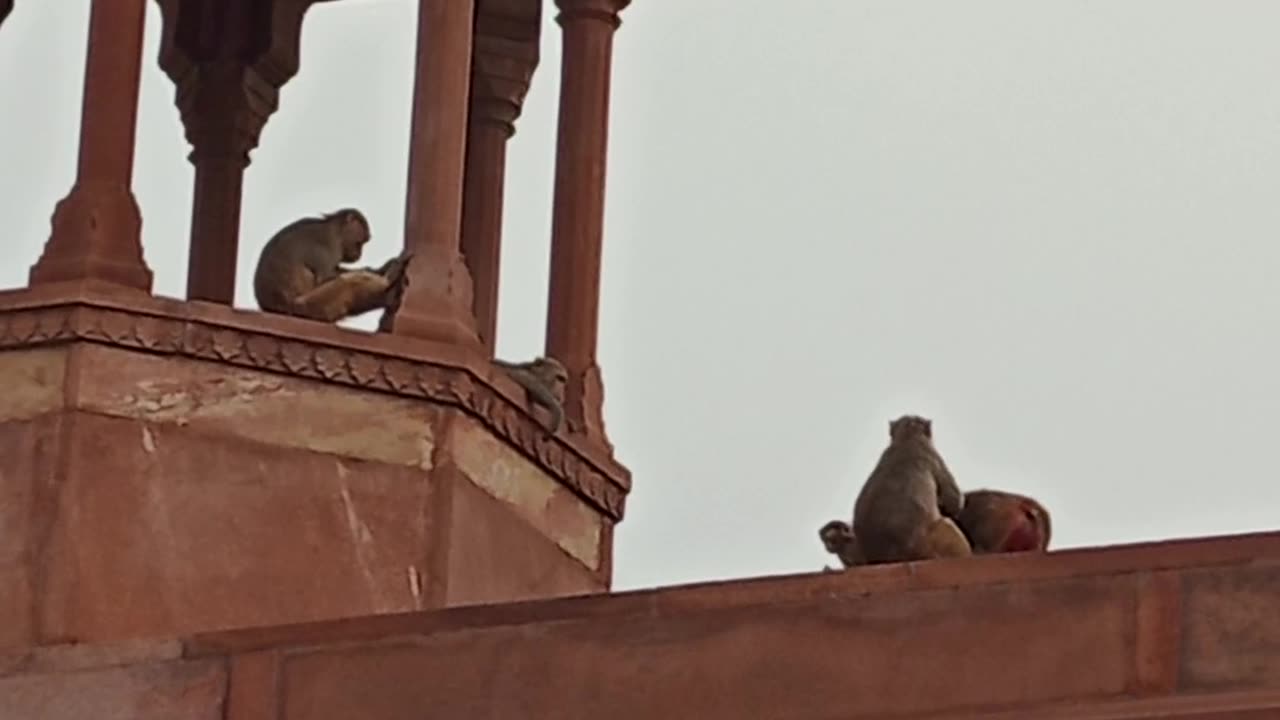 Monkey in Taj Mahal