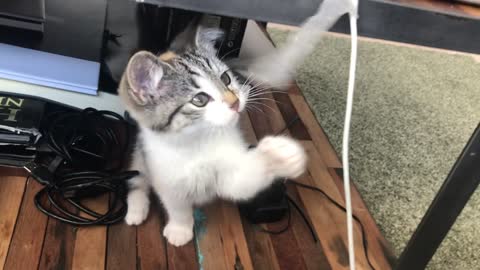 The cat plays with electrical wire tape