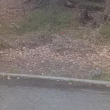 Squirrels and cardinal